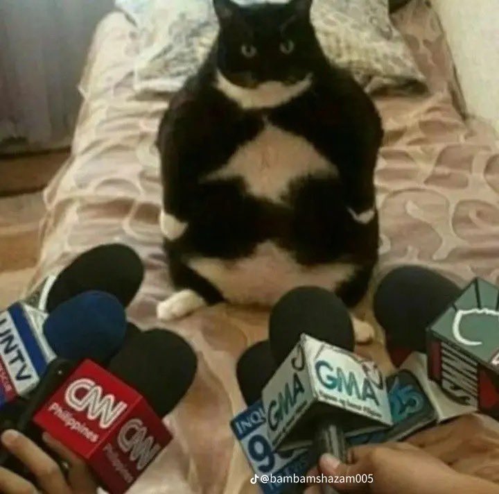 Epic Prodigies 🍉 tweet media