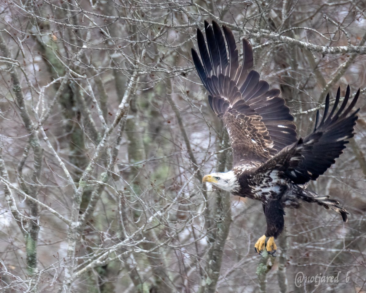 notjared_b's tweet photo. Evening Eagle.  Subadult taking off.  Took a cruise on @river_quest this past weekend. One of the 34 birds seen on the outing! #ctnaturefans #twitternaturecommunity https://t.co/N62OlMglBv