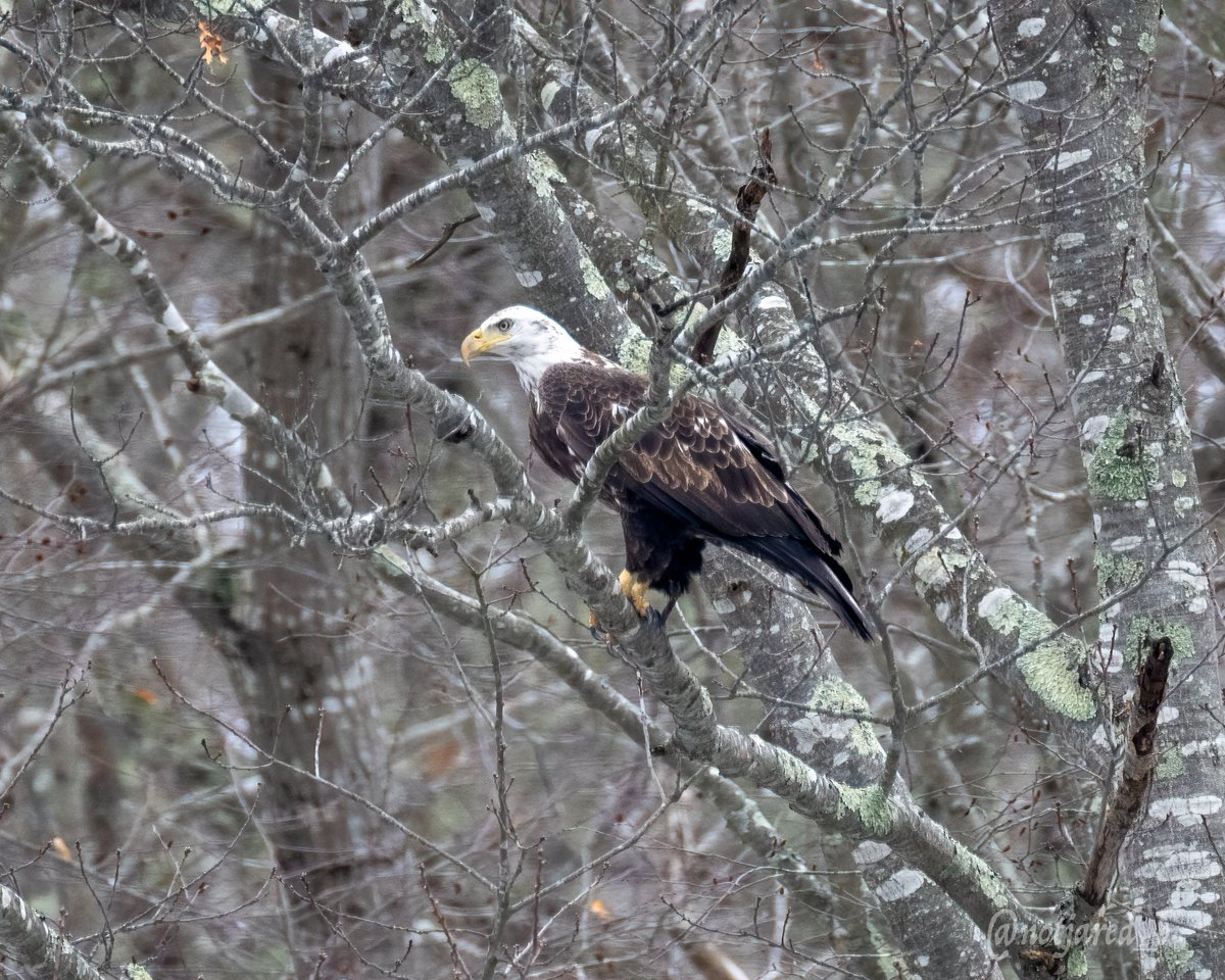notjared_b's tweet photo. Evening Eagle.  Subadult taking off.  Took a cruise on @river_quest this past weekend. One of the 34 birds seen on the outing! #ctnaturefans #twitternaturecommunity https://t.co/N62OlMglBv