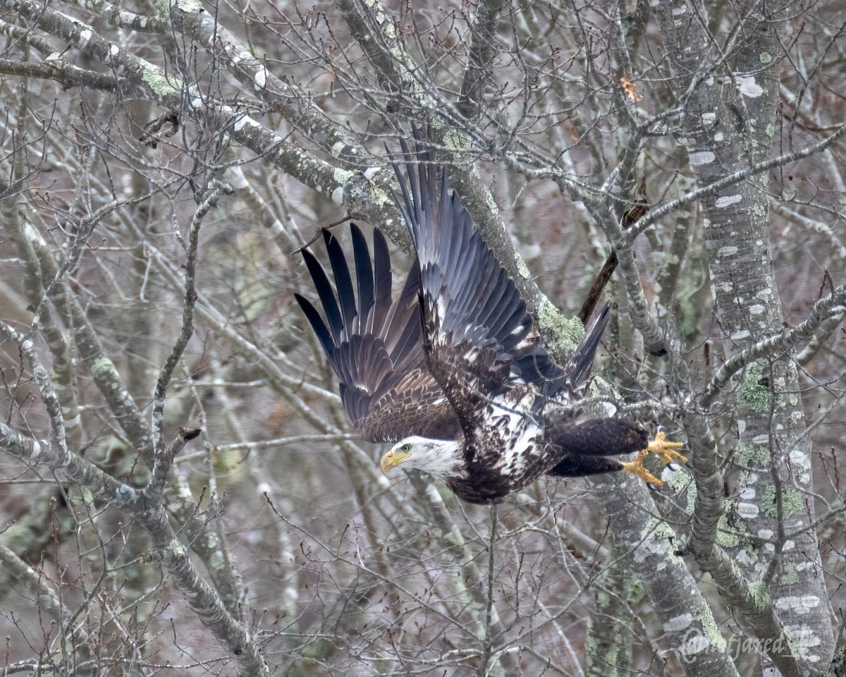 notjared_b's tweet photo. Evening Eagle.  Subadult taking off.  Took a cruise on @river_quest this past weekend. One of the 34 birds seen on the outing! #ctnaturefans #twitternaturecommunity https://t.co/N62OlMglBv