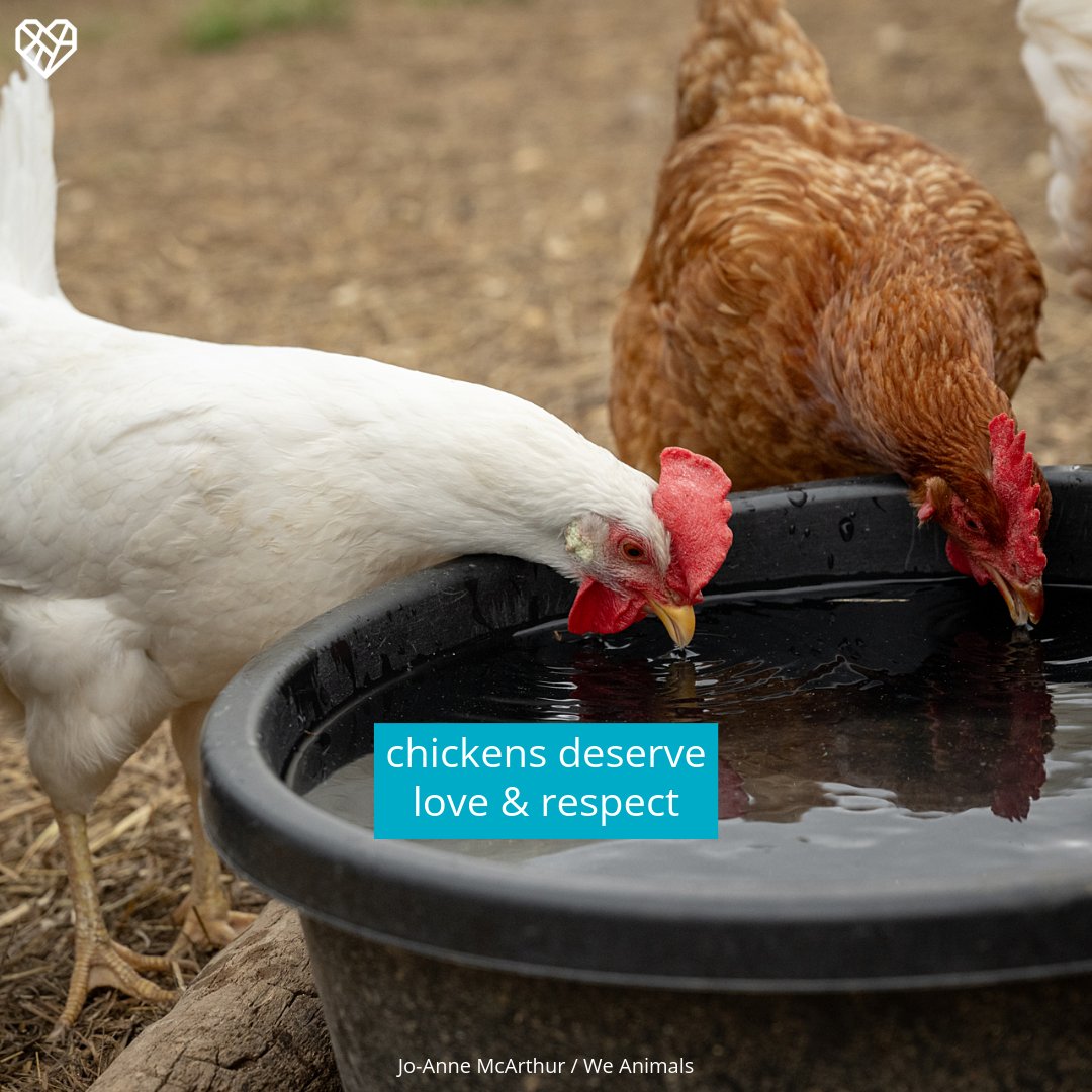 The Humane League tweet media