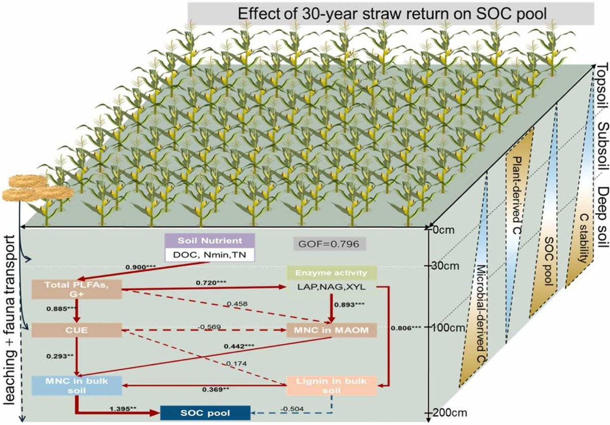 ykuzyakov's tweet image. NEW in Soil &amp;amp; Tillage Research
Mechanisms and sources of organic #carbon accrual in deep #soil under long-term #straw return
doi.org/10.1016/j.stil…

50-day Free: authors.elsevier.com/c/1ml4ec13ygv6g

#SoilOrganicMatter #sequestration #CO2 #CarbonUseEfficiency #microbialbiomass #aminosugars