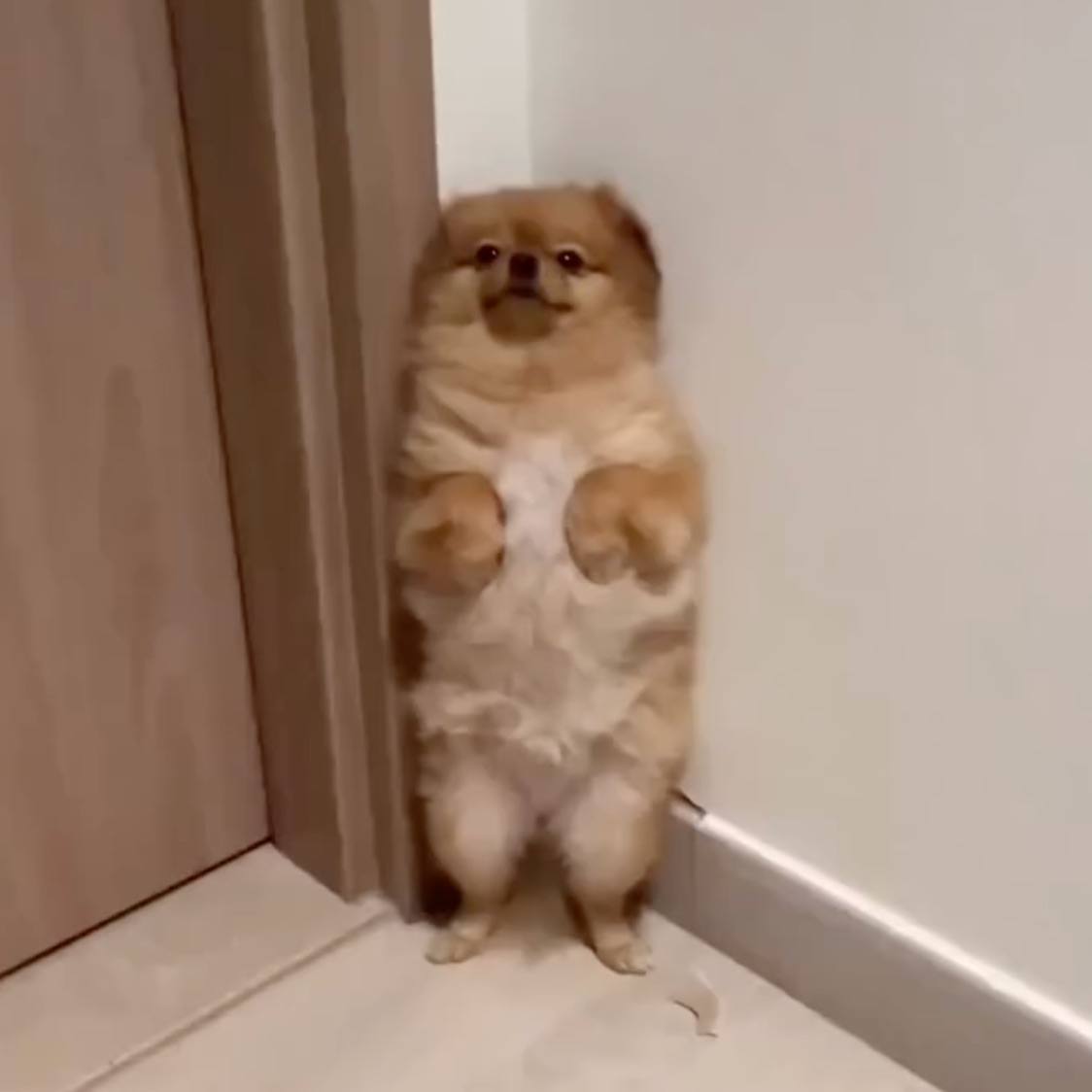 lorefinderdev tweet media