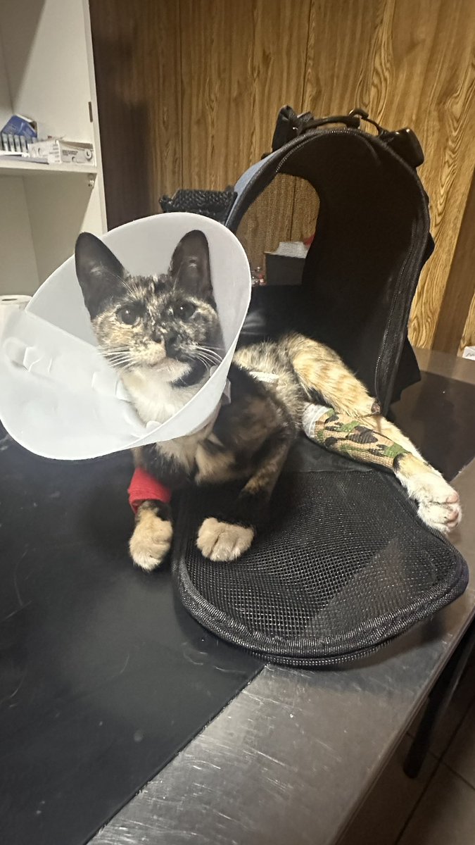 Necesito ayuda con lo que puedan, hoy ya no alcanzo para cubrir la sedación y cambios de vendaje.

Se despertó re mal de la sedación, ODIADA con el mundo.