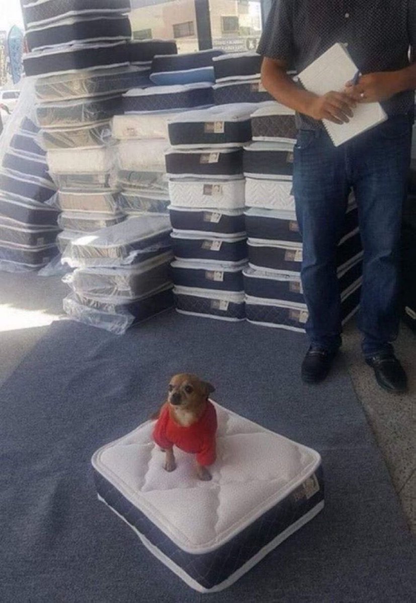 This bed company gives you a tiny matching bed for your dog when you buy one. Absolute 10/10 marketing. 12/10 wholesomeness