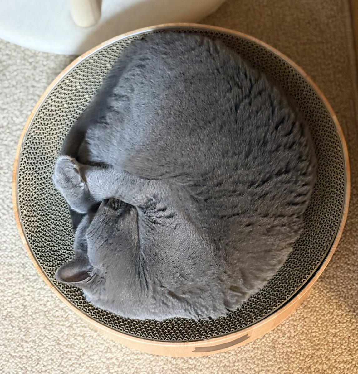 chami_0318's tweet photo. おはようにゃ〜☀️
本日アンモニャイト発見しました🐾🐱
#ブリティッシュショートヘア https://t.co/2HHFN6HkOi