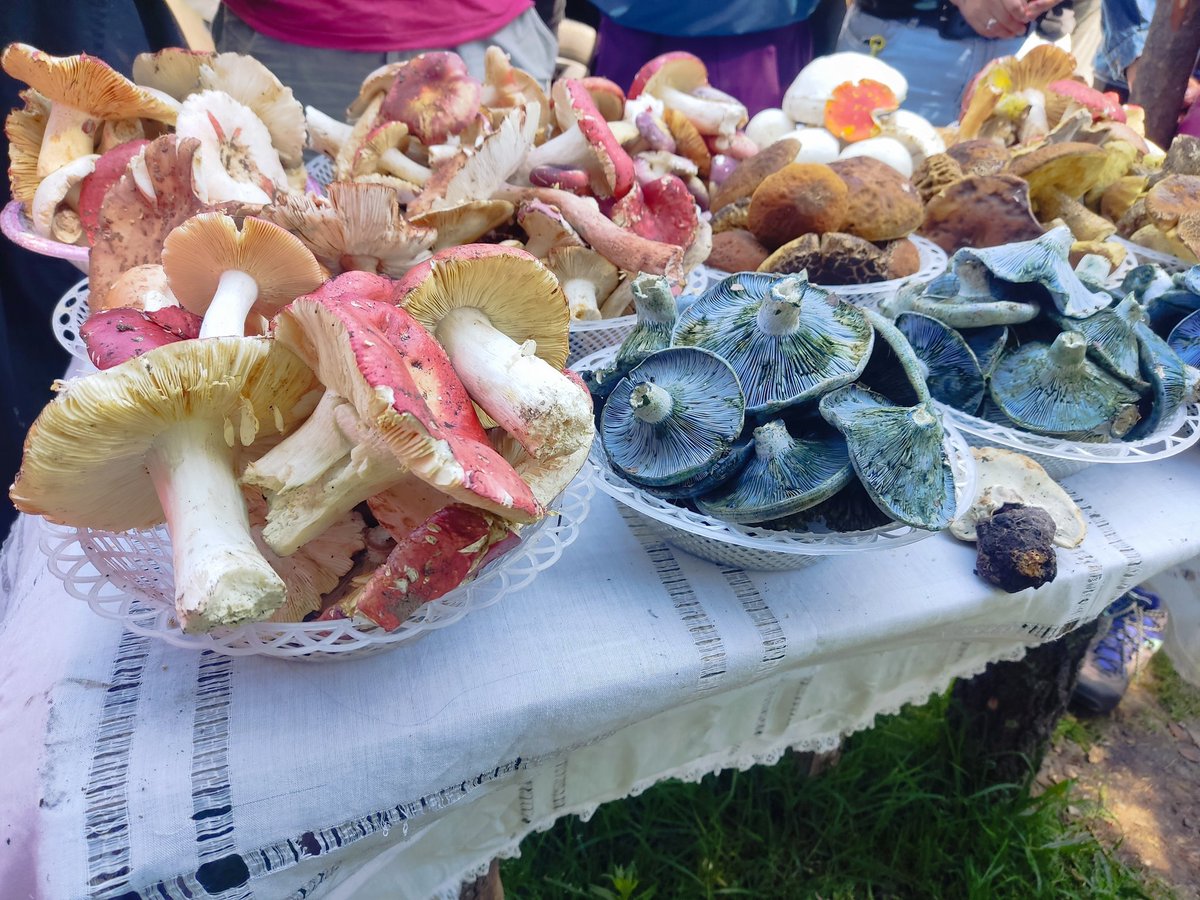 ¿Los hongos producen clorofila?
        💚🍄💚🍄💚🍄💚
No, no producen clorofila. Producen pigmentos que pueden dar coloraciones verdes, azules, rojos, amarillos, naranjas, marrones, morados y un montón de tonalidades que ni se imaginan. 
🍄🧡💛💚💙💜🤎🩷❤️🍄