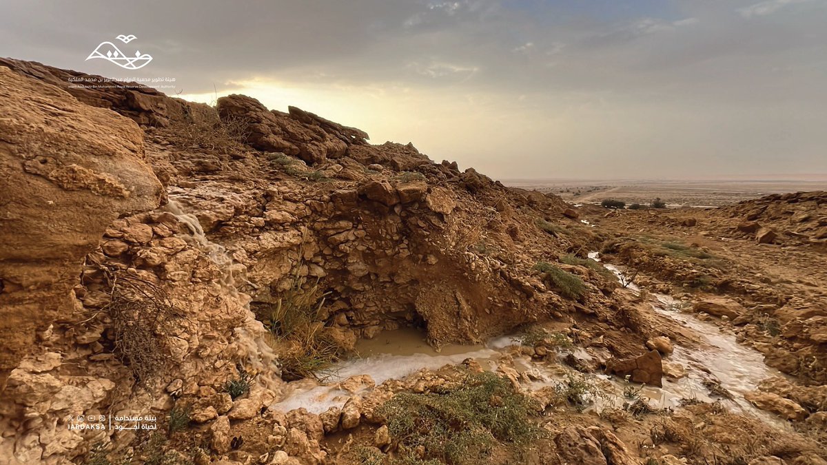 هيئة تطوير محمية الإمام عبدالعزيز بن محمد الملكية tweet media