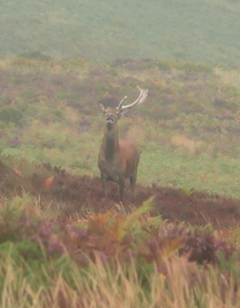 North Dorset Hunt Saboteurs tweet media