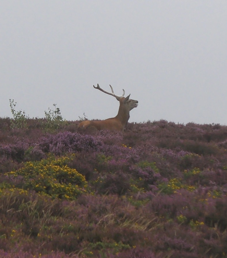 North Dorset Hunt Saboteurs tweet media