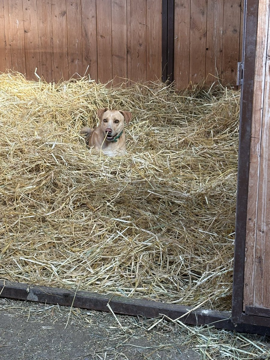 Ben approves the foaling stall 🤣