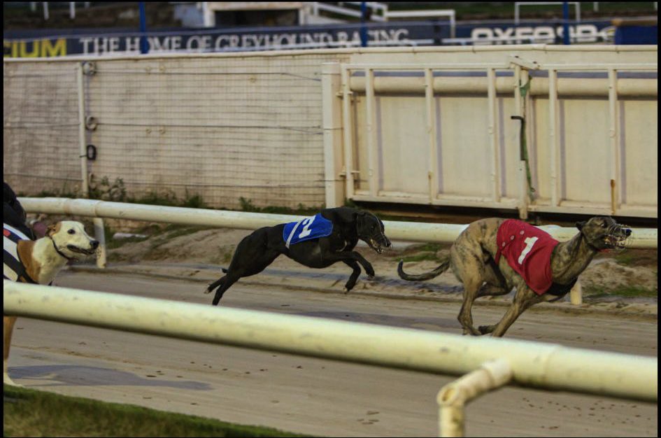 Trio Kennels tweet media