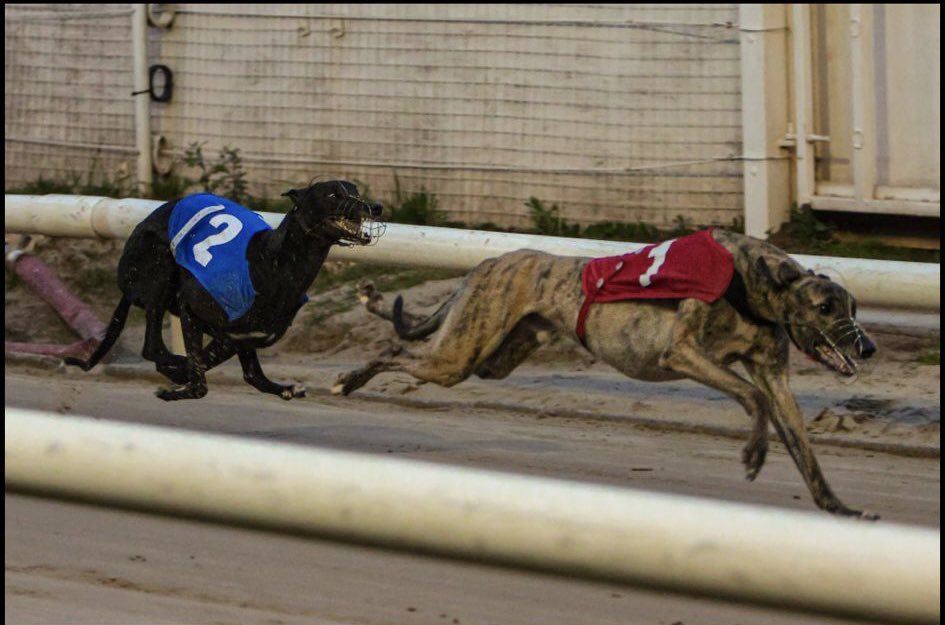 Trio Kennels tweet media