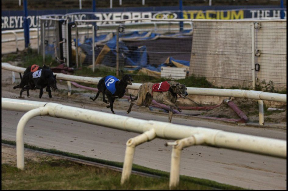 Trio Kennels tweet media