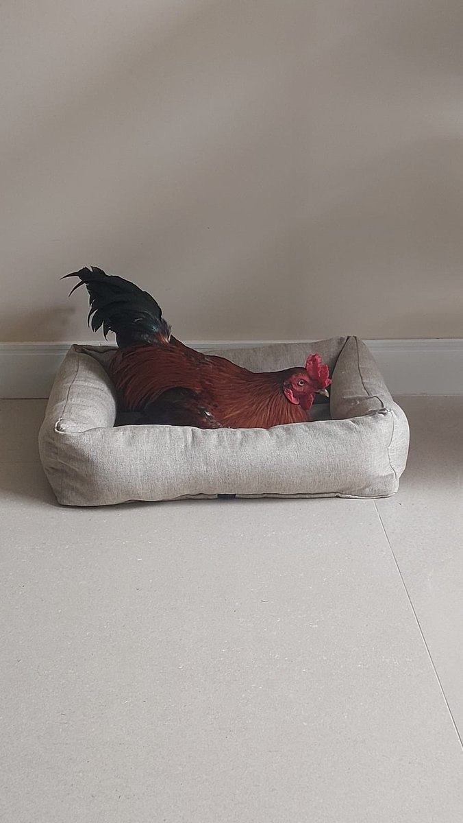 Equipe USBR tweet media