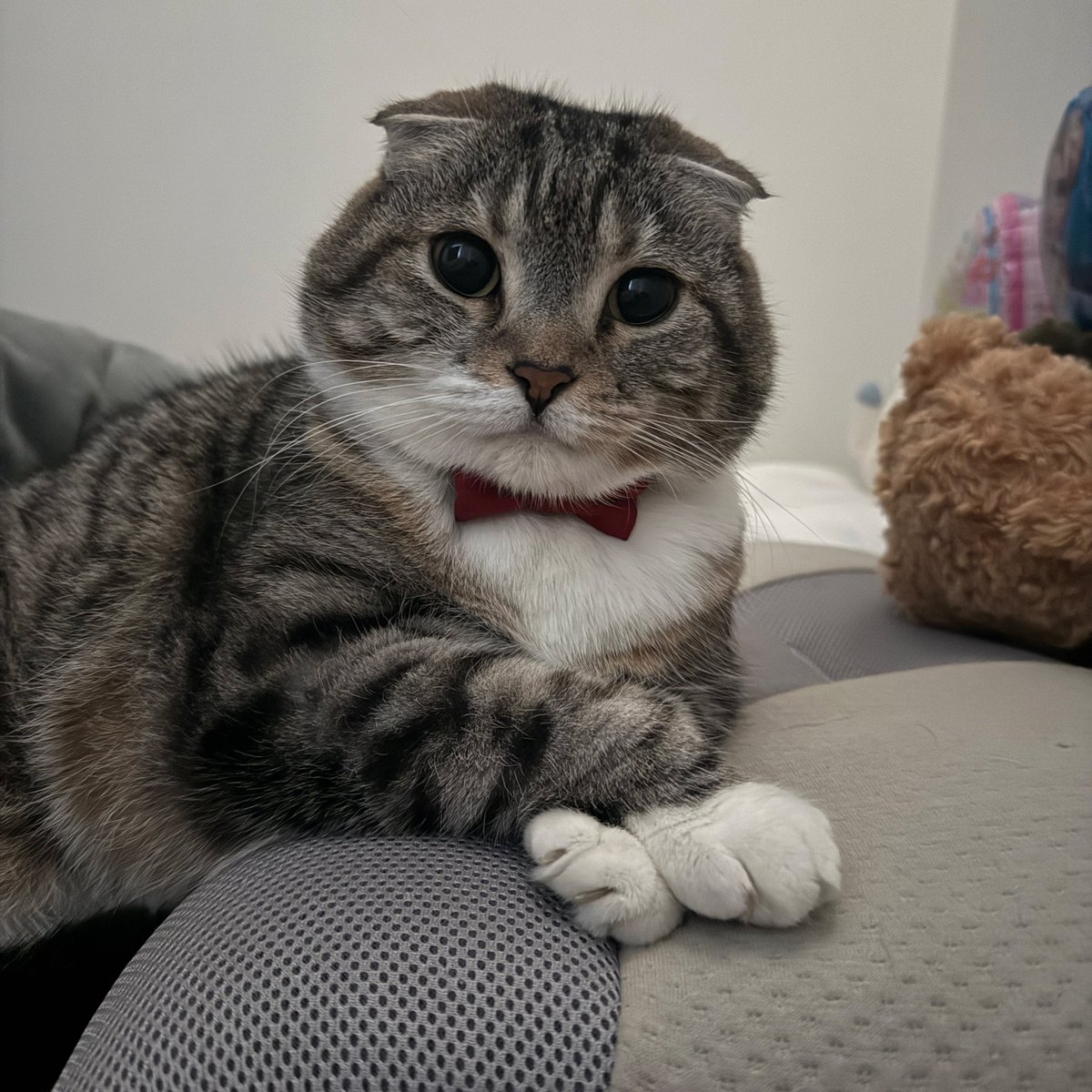 最高の目覚まし🐱🫶🏻