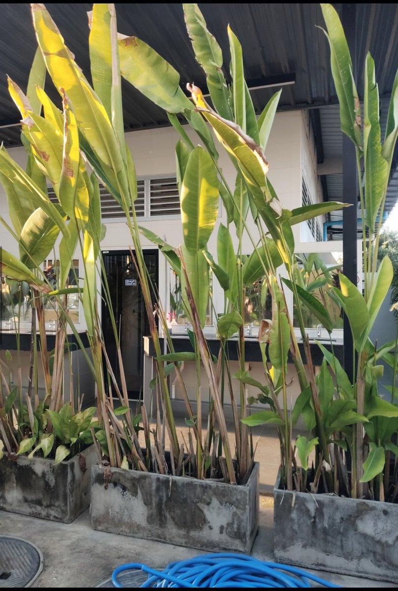 vrssond's tweet photo. ส��โขทัย มีอะไรเด็ดๆ พาไปหน่อย 😄
#สุโขทัย
#นวดนาบ https://t.co/mRv3H92qPy