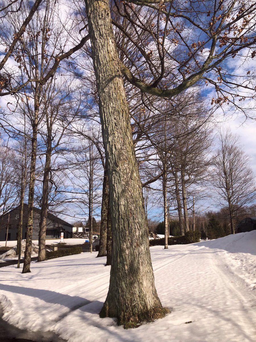 MicRic290's tweet photo. |๐จ๐ฆ Compton, Quรฉbec
"The tallest trees sometimes grow from the smallest seeds."
๐ณ Les grands arbres symbolisent la force, la croissance et la sagesse.
#WeekJforJuxtaposition
#AlphabetChallenge #TallTreeTuesday #ThickTrunkTuesday #Treeday #AmiesdesArbres #JaimeLesArbres https://t.co/MmVhUAvCns