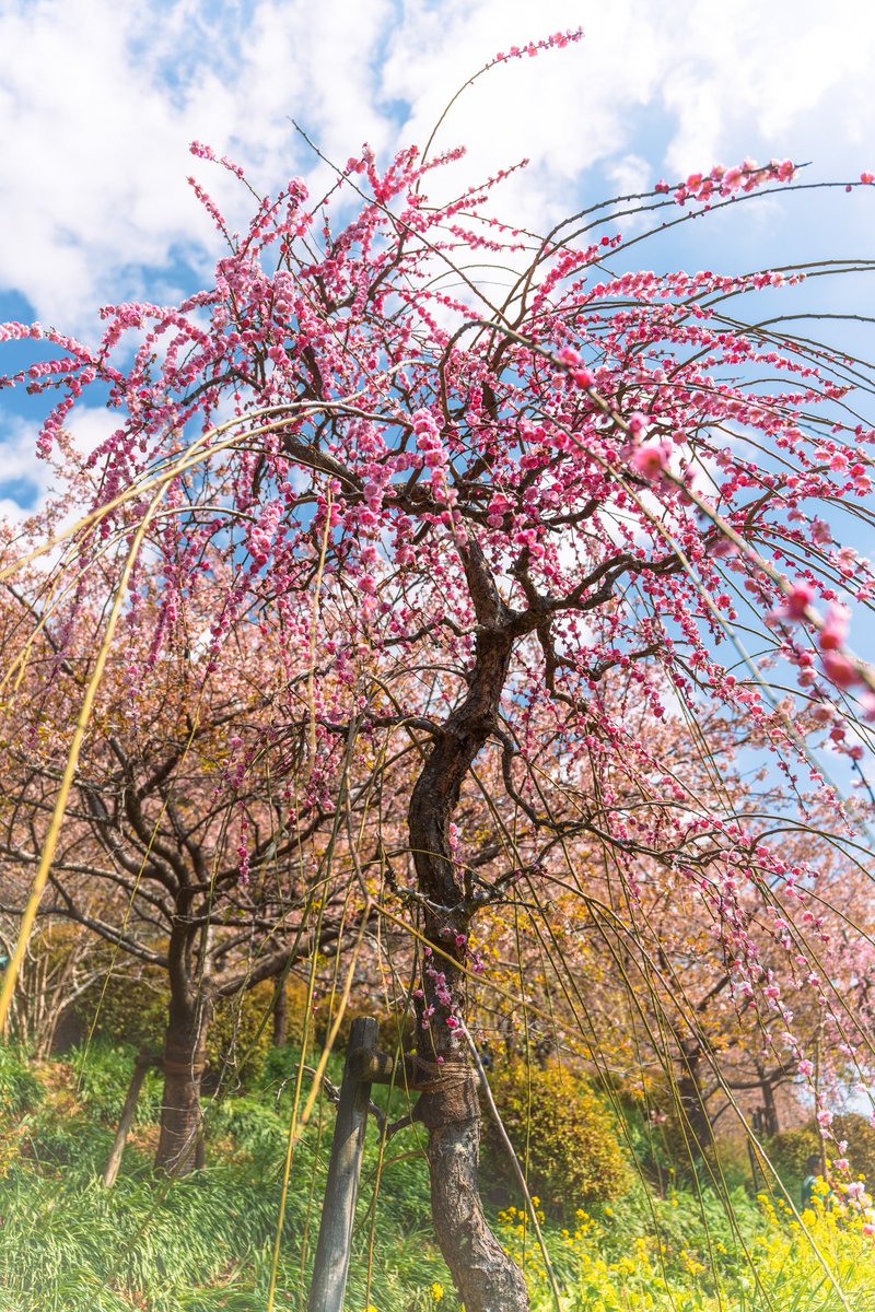 今年見た梅の花の中でいちばん印象に残ったのは、神奈川県の松田町で見た枝垂れ梅🌸

河津桜を見に行ったつもりが、獰猛とそびえ立つ梅を見て感動したのが思い出されます🥹

今年の梅のシーズンは終わってしまいましたが、また感動を味わいたいので来年も見に行ってみよっと🫠
