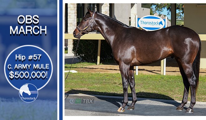 Thorostock LLC tweet media