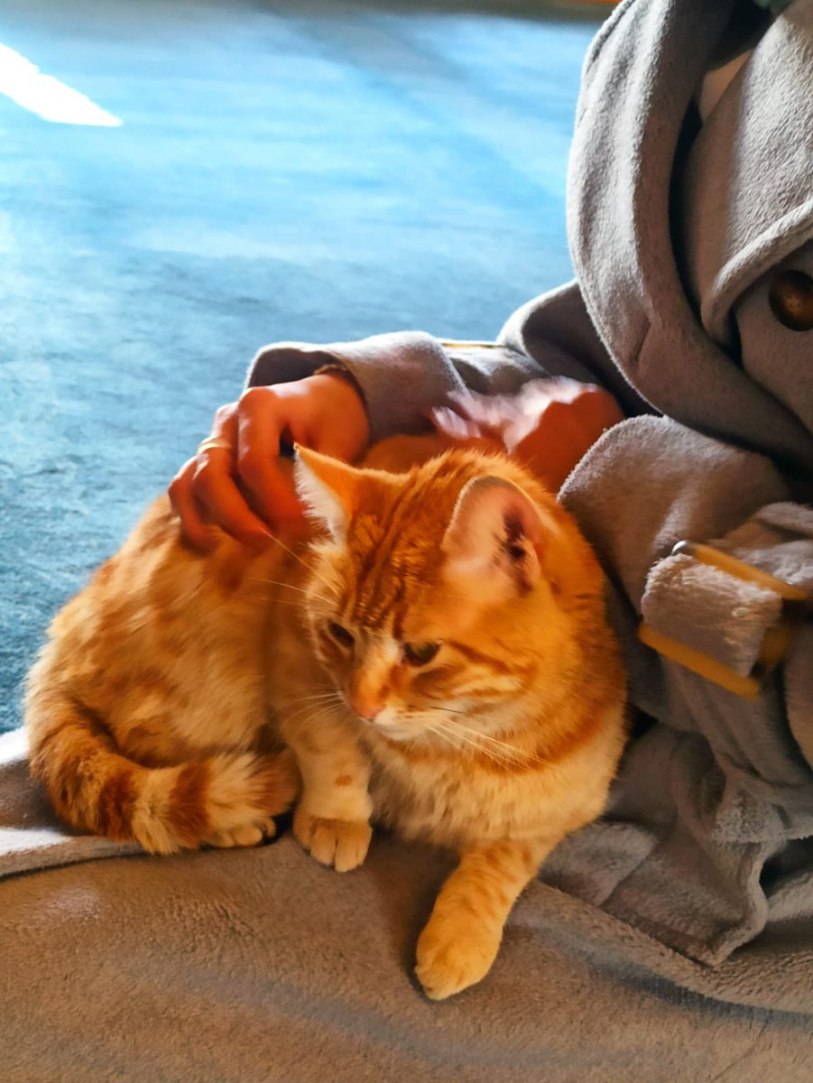 gulllnare's tweet photo. Küçük bir kedi,büyük bir sırra şahit: mırıltıları duamın sessiz amin’i oldu…|🐈
07.03.26| https://t.co/H9TtnmyFC1