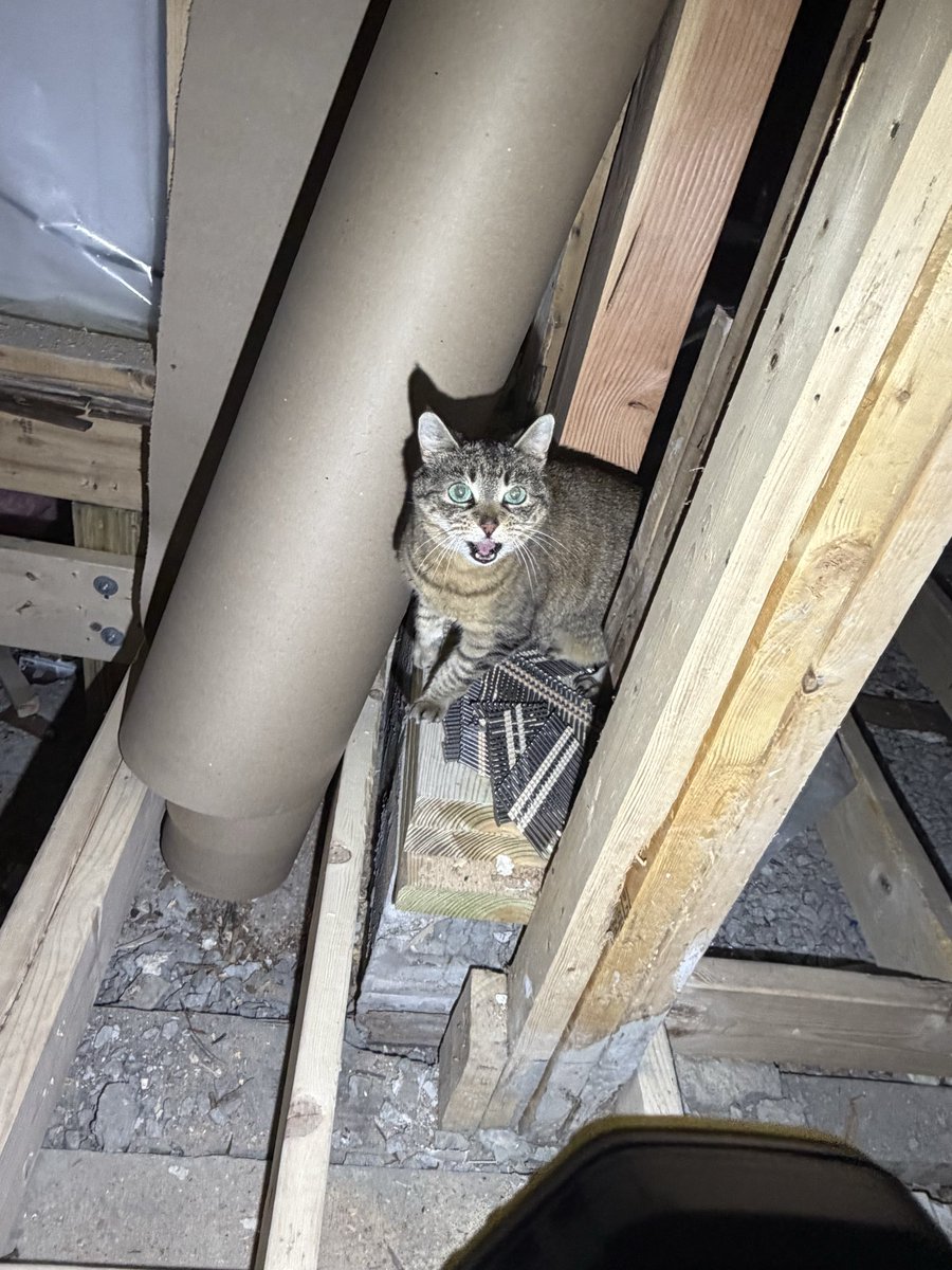 moppy :o) tweet media