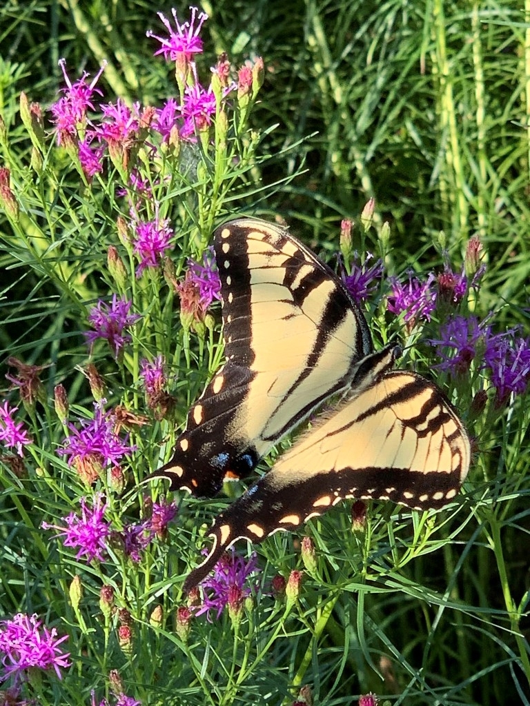 DowcoInc's tweet image. Each year, leading horticultural organizations highlight exceptional plants that offer beauty, resilience, and value in the landscape. For 2026, two standout selections are earning national recognition -
 blog.dowcoinc.com/2026-plants-of…

#Landscaping #horticulture #garden