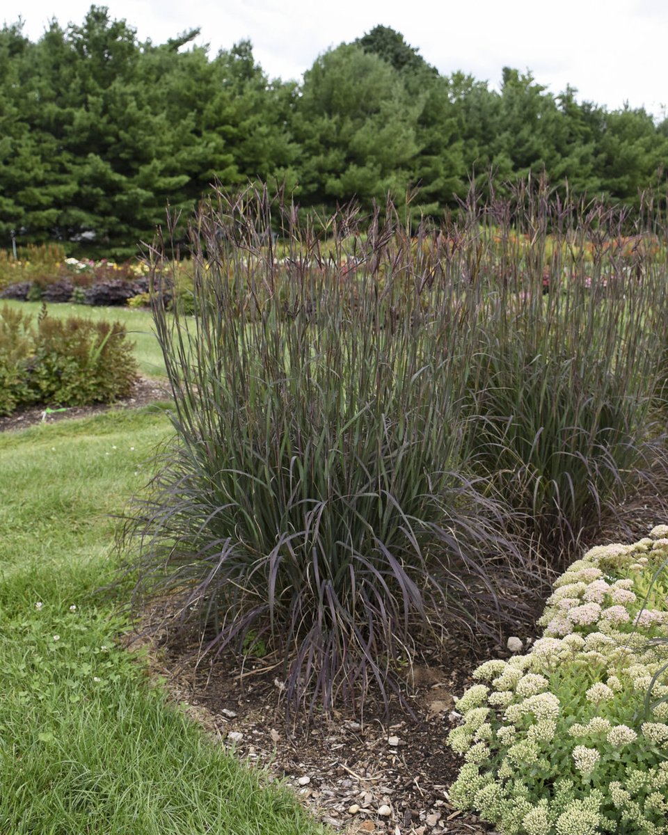 Each year, leading horticultural organizations highlight exceptional plants that offer beauty, resilience, and value in the landscape. For 2026, two standout selections are earning national recognition -
 blog.dowcoinc.com/2026-plants-of…

#Landscaping #horticulture #garden