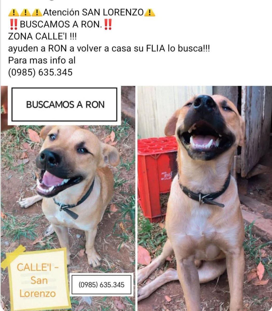 Atencion Zona Calle.i S Lorenzo! 
<a href="/patitaperdidas/">Patitas perdidas</a> <a href="/perdidospy/">Mascotas Perdidas Py 🇵🇾</a> <a href="/MarcoHuellasPy/">Marcando Huellas</a>
