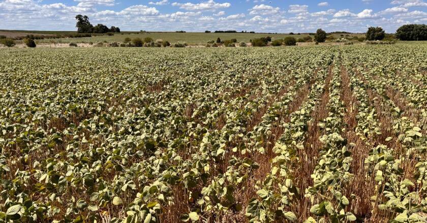 mariocolman's tweet photo. Saludamos la declaración de emergencia agropecuaria para Colonia y Soriano. Era necesaria frente a la difícil situación que atraviesan muchos productores.

Pero llega tarde, después de meses de sequía y de deterioro productivo.

Ahora debe venir acompañada de apoyo económico real e instrumentos financieros para sostener a los productores y la cadena de pagos.

El campo no necesita anuncios.
Necesita respuestas concretas y urgentes. 🌾🇺🇾