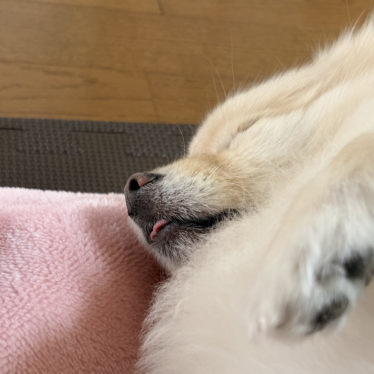 yuriPANDAsukida's tweet photo. 愛おしいが増していく〜
毎日癒しをありがとう🤎
#ポメチワのむぎ https://t.co/uNFlESY0mE