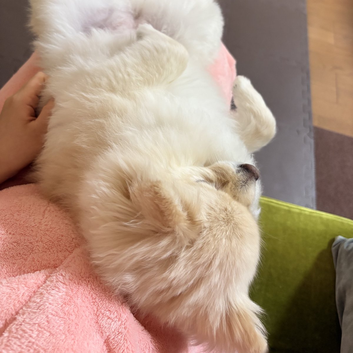 yuriPANDAsukida's tweet photo. 愛おしいが増していく〜
毎日癒しをありがとう🤎
#ポメチワのむぎ https://t.co/uNFlESY0mE