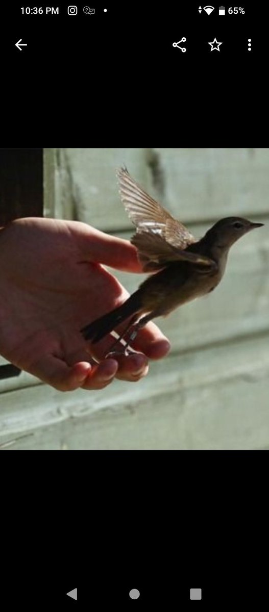 Wissam Albayaa tweet media