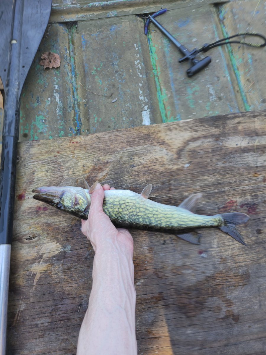 Bazooka_Tooth1's tweet photo. First day back out. Couple pickerel https://t.co/3eAOQ08xbX