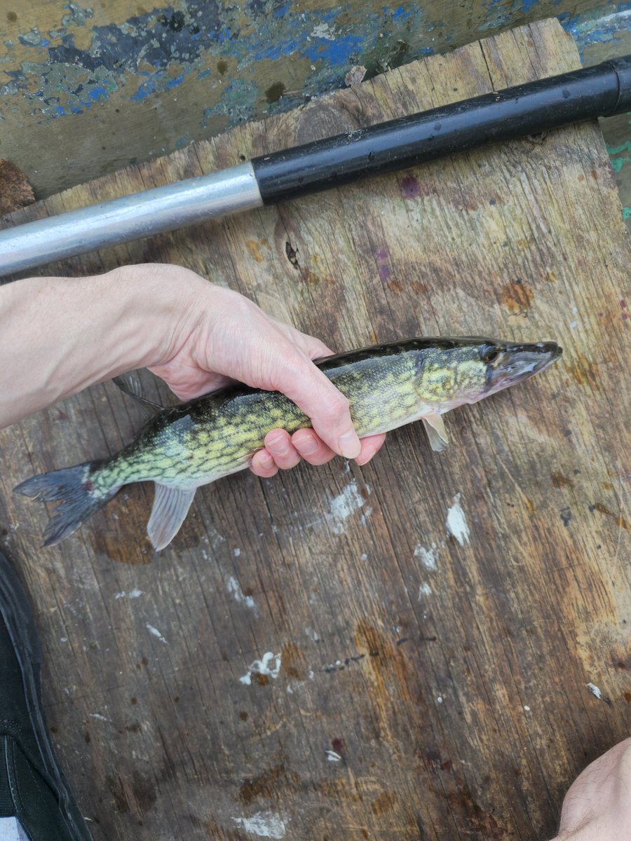 Bazooka_Tooth1's tweet photo. First day back out. Couple pickerel https://t.co/3eAOQ08xbX