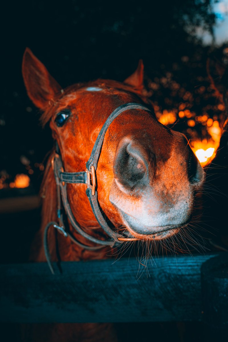 MORPLAY RACING tweet media