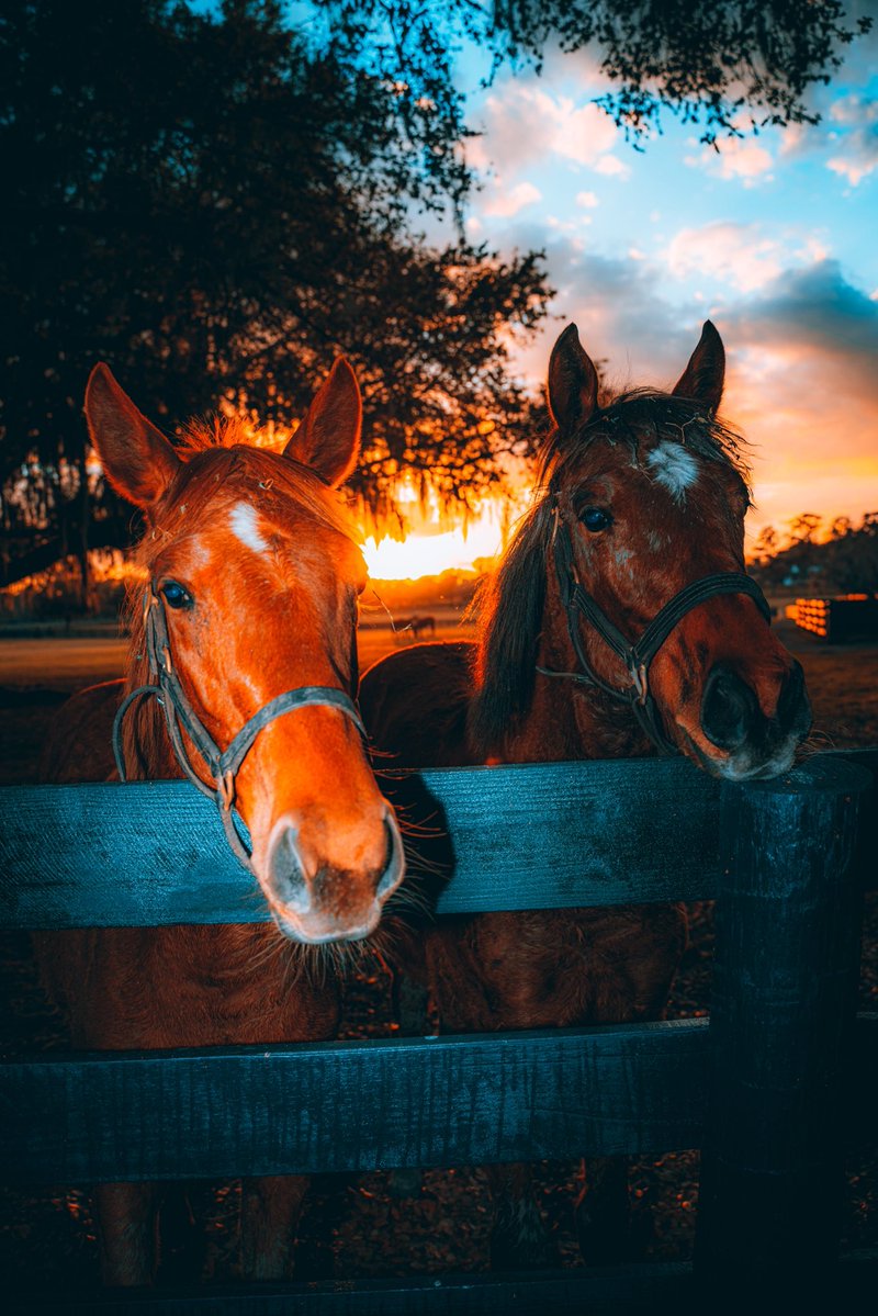 MORPLAY RACING tweet media