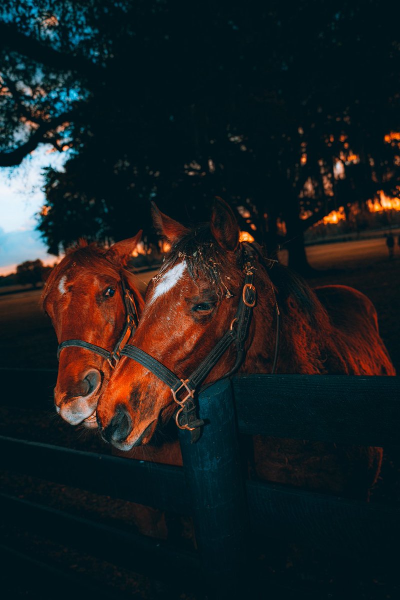 MORPLAY RACING tweet media