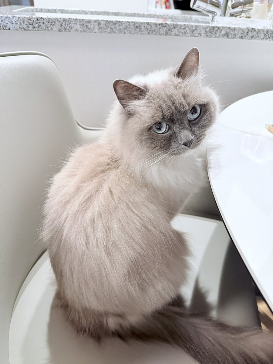 🐱ぽもち🐱 tweet media