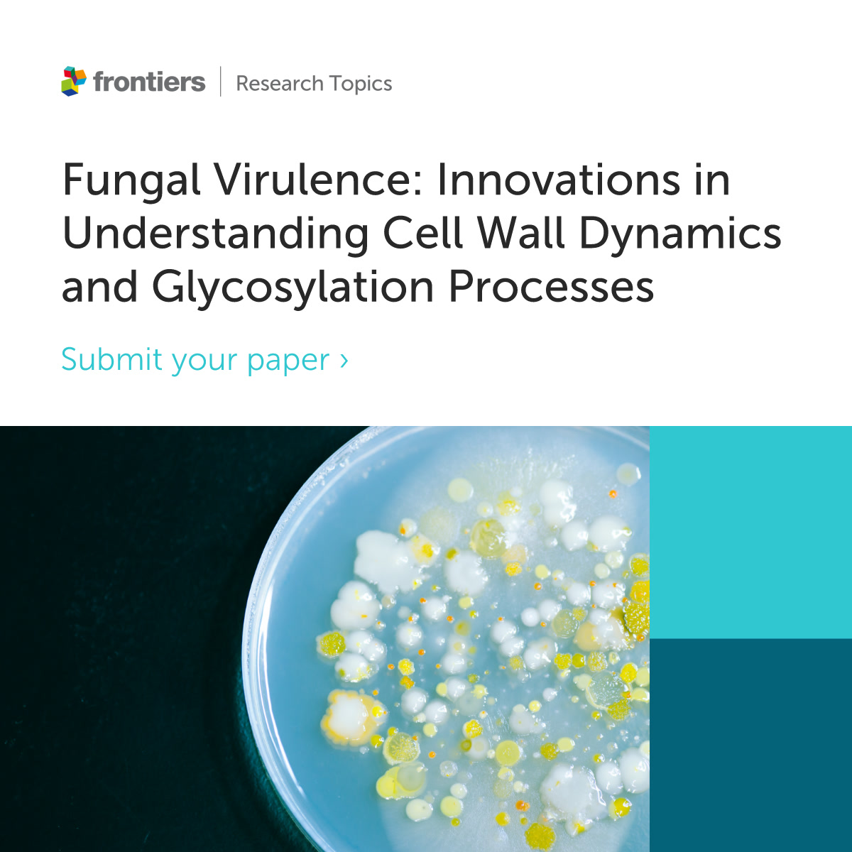 FrontMicrobiol's tweet image. 📢 New Research Topic: Explore how fungal cell wall proteins and glycosylation shape virulence, immune evasion, and new antifungal targets—submit genome-informed, multi-omics, or CRISPR-driven research with translational impact. 🧫🔬 #Mycology #FungalPathogens #InfectiousDisease