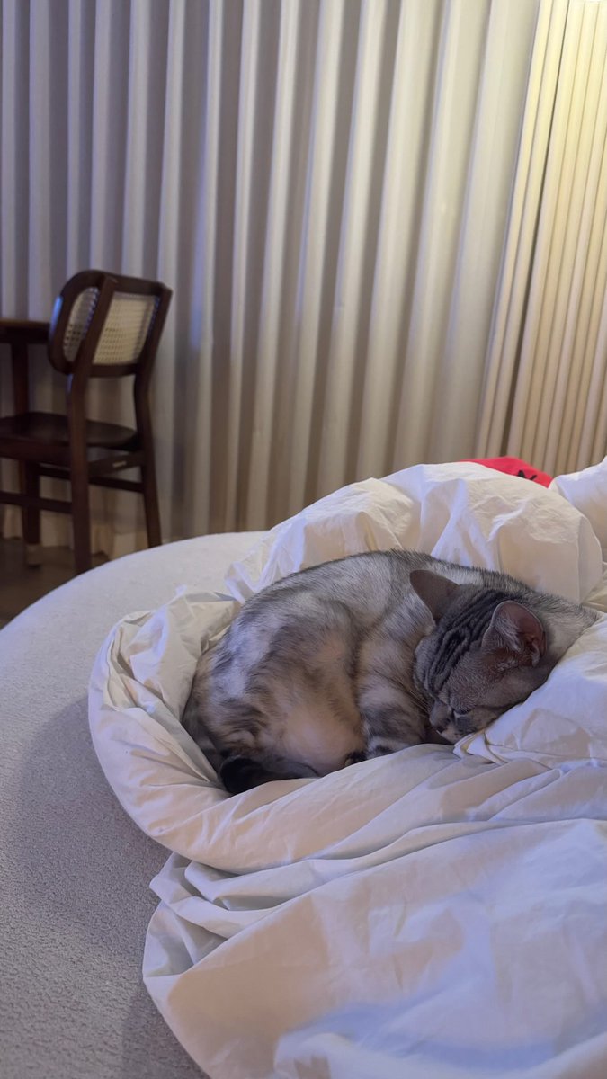 ryeounpics's tweet photo. 260311 @_/ryeoun IG story updates

Ryeoun posted a few cute Udong updates at … 4am ?!? Our cat boi 🥹🥹🥹🥹

#Ryeoun #려운 https://t.co/vIoIqdMnAd