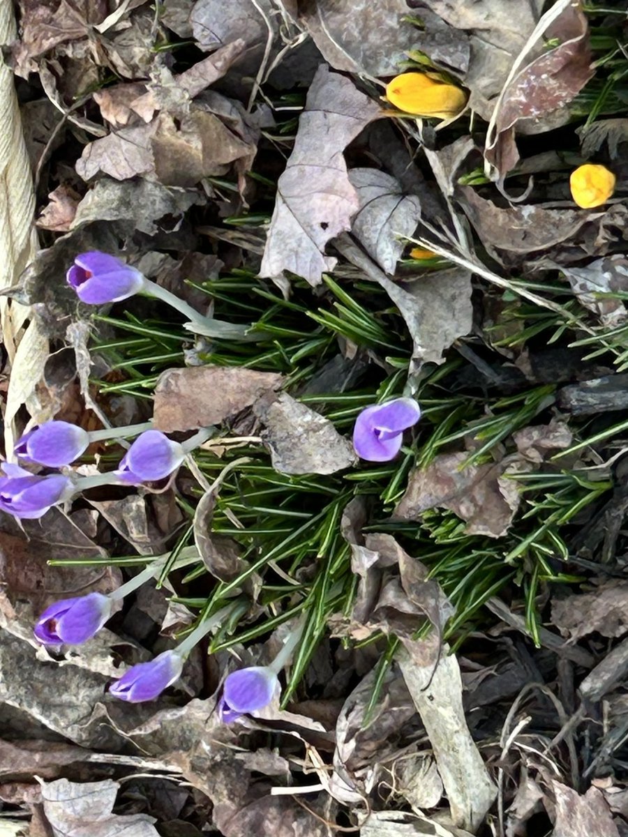 Andrea Verosko tweet media