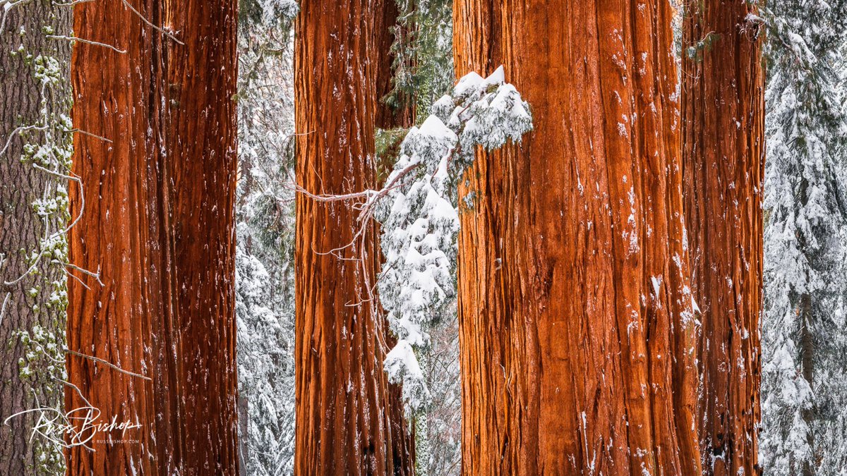 RussBishopPhoto's tweet photo. Giant Sequoia in the Congress Grove in winter, Sequoia NP, Ca | ©Russ Bishop 

"Between every two pines is a doorway to a new world" ~ John Muir 

Have a great week everyone! View more inspiration at: https://t.co/1nwRWoOaCe 

#sequoianationalpark #winter #landscapephotography https://t.co/itBo3fqZCD