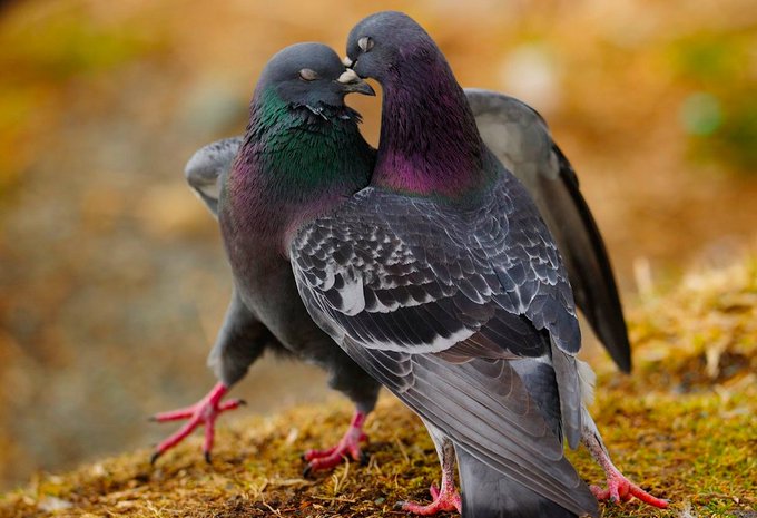 a_london_pigeon's tweet image. What is happening .....?
📷  Constance Mastermind @MKOlesinska 
#February2017 #Poland