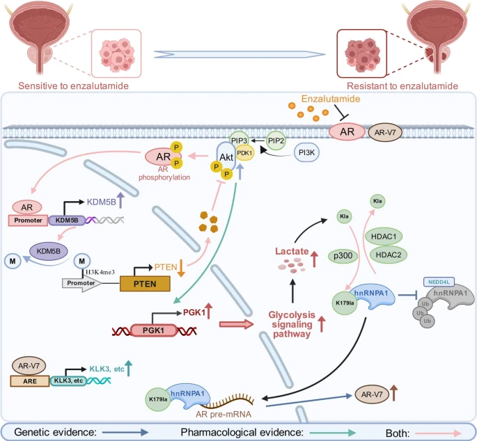 Prostate Cell News tweet media