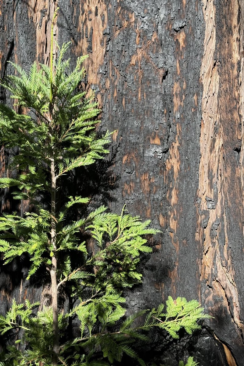 AdaptationsX tweet media