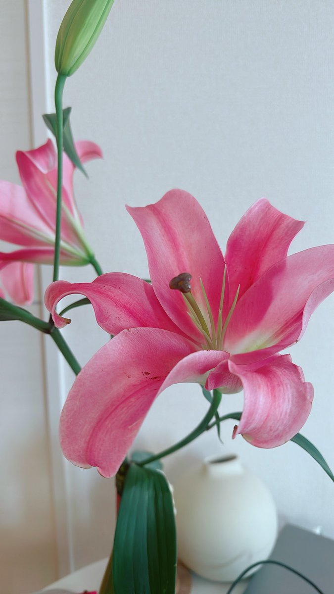 おはよございます！
今週は卒業式シーズンなので、お花屋さんがお花だらけでした🩷
ピンクの百合さんゲットした🥰