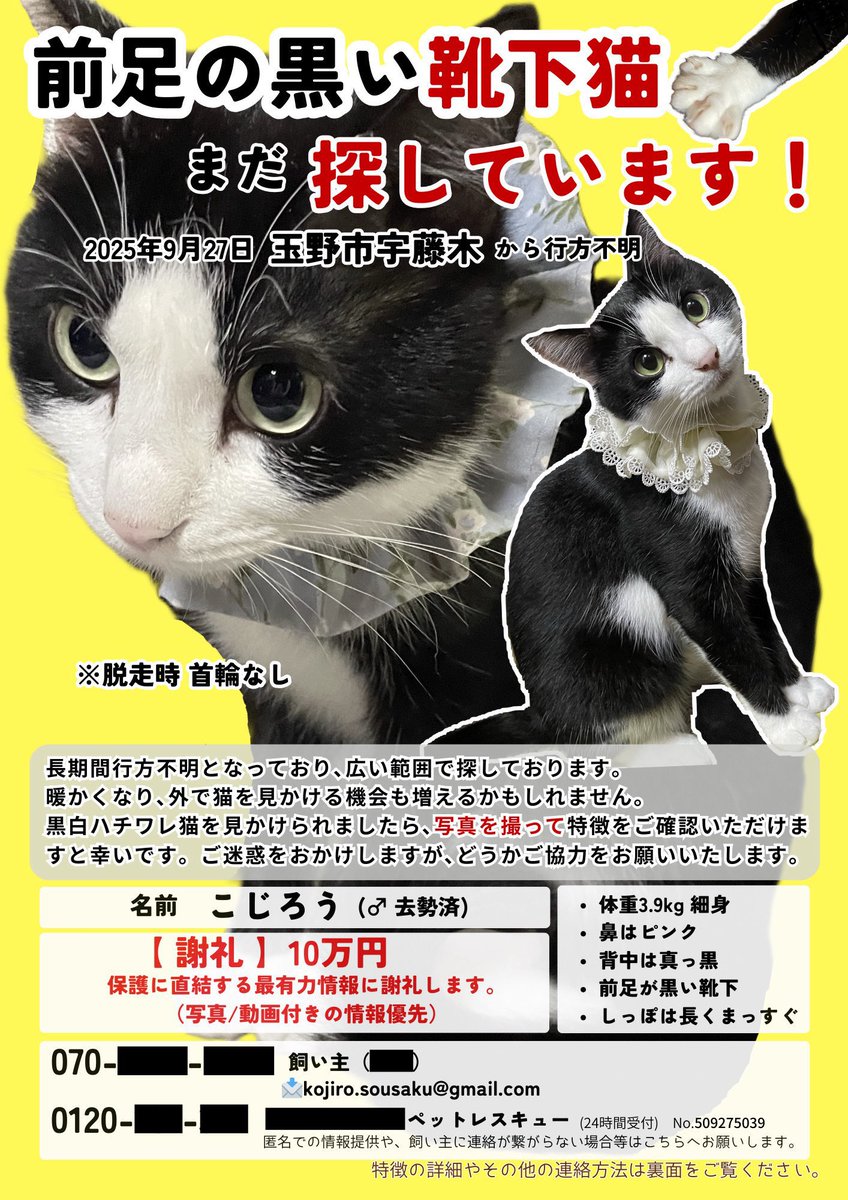 黒白ハチワレの迷子猫を探しています(玉野市/岡山市/倉敷市)【こじろう】 tweet media