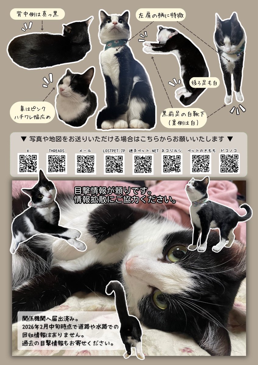 黒白ハチワレの迷子猫を探しています(玉野市/岡山市/倉敷市)【こじろう】 tweet media