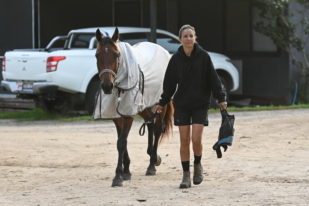 ClubMenangle's tweet photo. A morning with 2024 @GarrardsHnH Miracle Mile champion, Leap To Fame.โจ๐
#ClubMenangle #TABCarnivalofMiracles #feelthemagic https://t.co/5v6jx83uBa